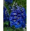 ΔΕΛΦΙΝΙΟΥΜ  ΥΒΡΙΔΙΟ  ΜΠΛΕ  DELPHINIUM  El CENTURIO BLUE